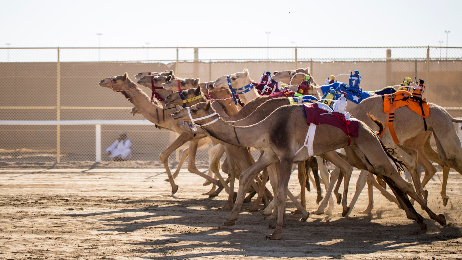 Camel Race in Qatar.jpg