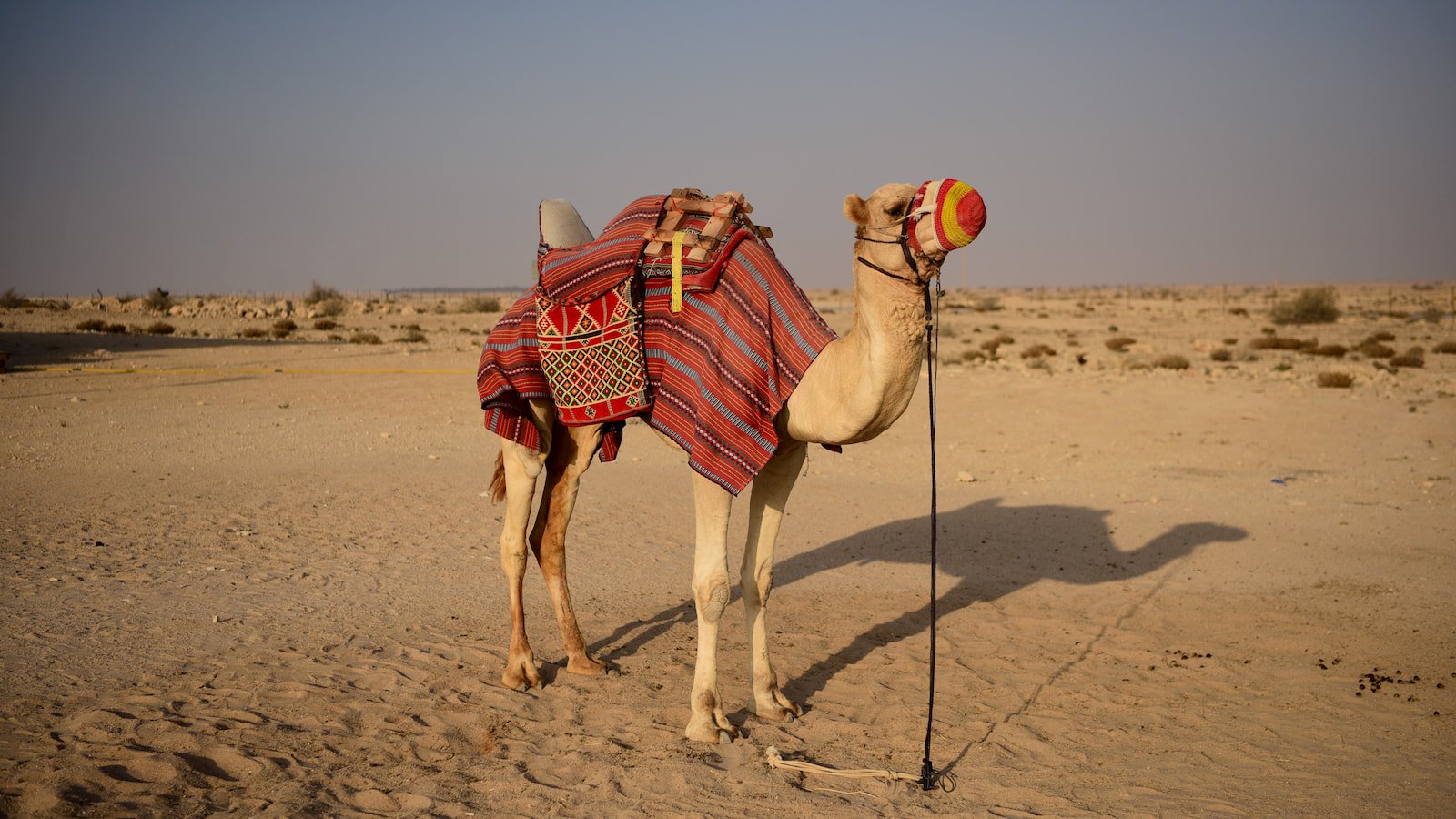 Camel in the Qatari Desert.jpg