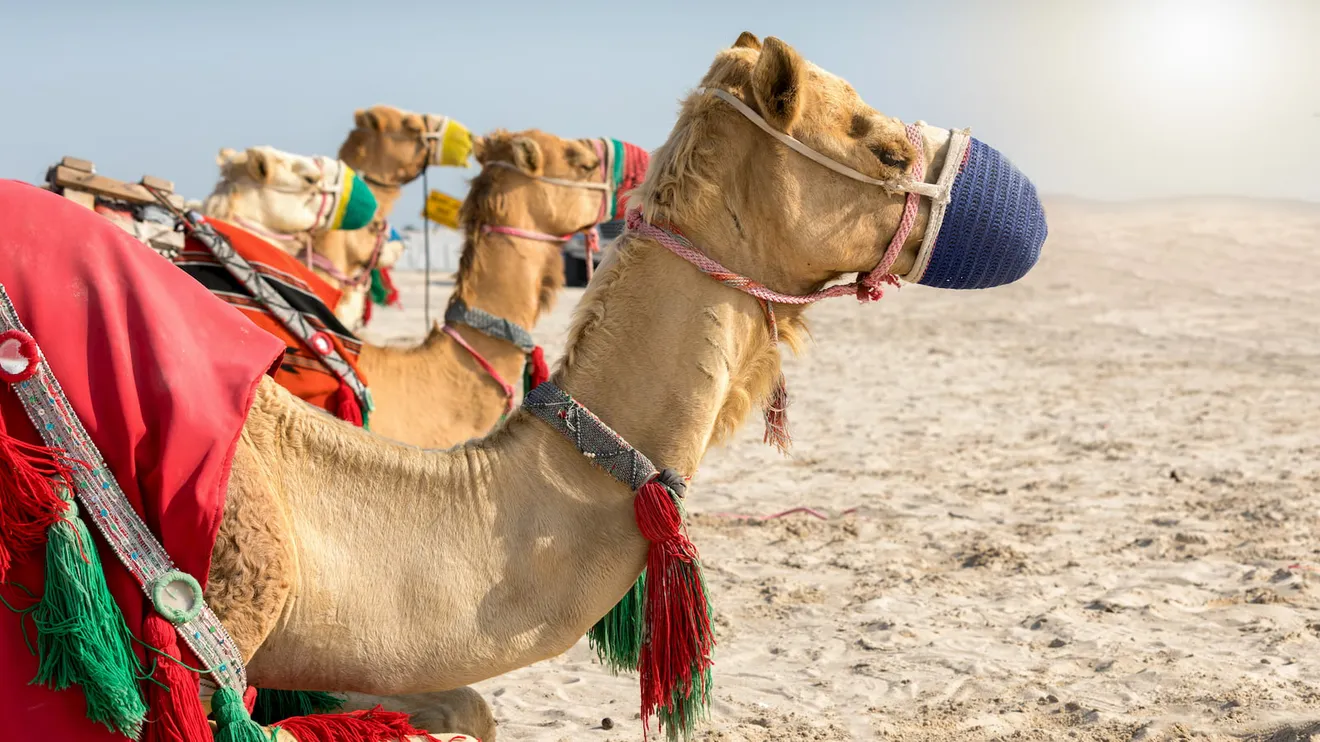 Raising Dust In The Desert Qatar S Camel Races Living 2022