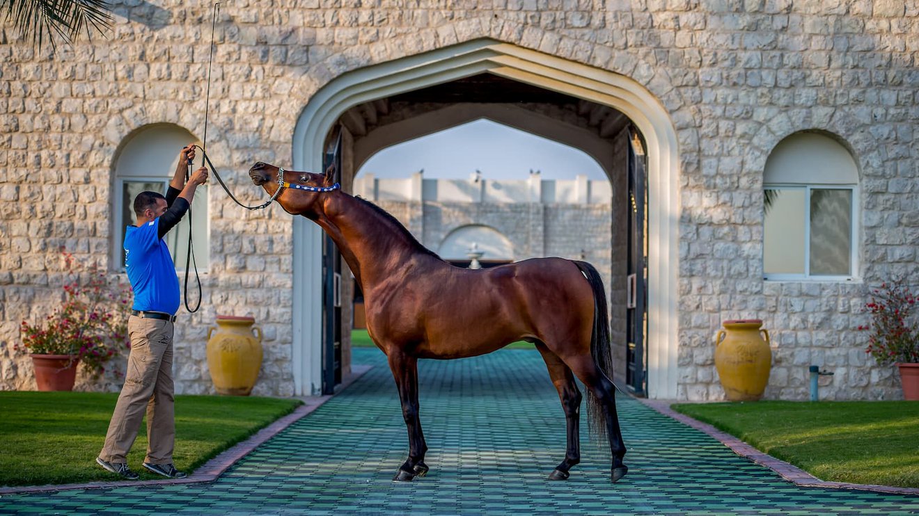 Raising Racehorses The Costs And Rewards Living 2022